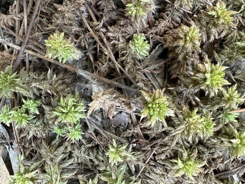 Carolina Sphagnum photo 2