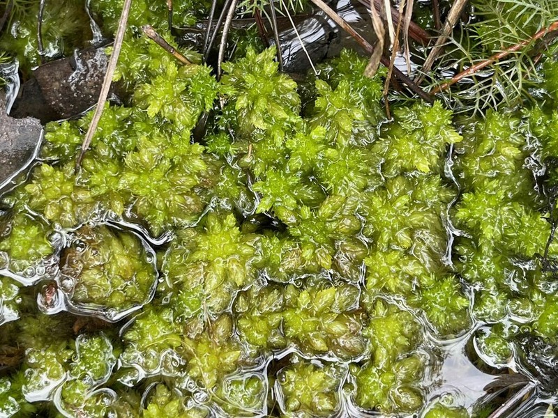 Carolina Sphagnum photo 3