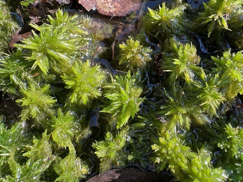 Carolina Sphagnum photo 4