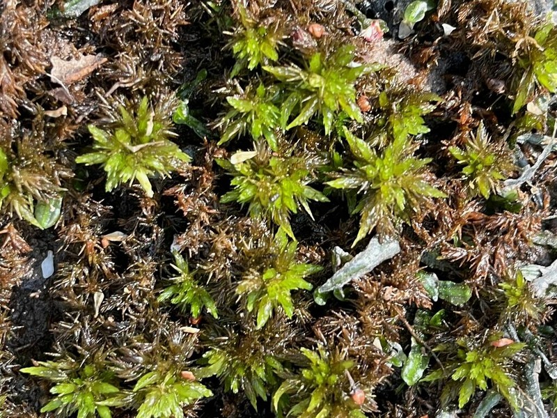 Carolina Sphagnum photo 5