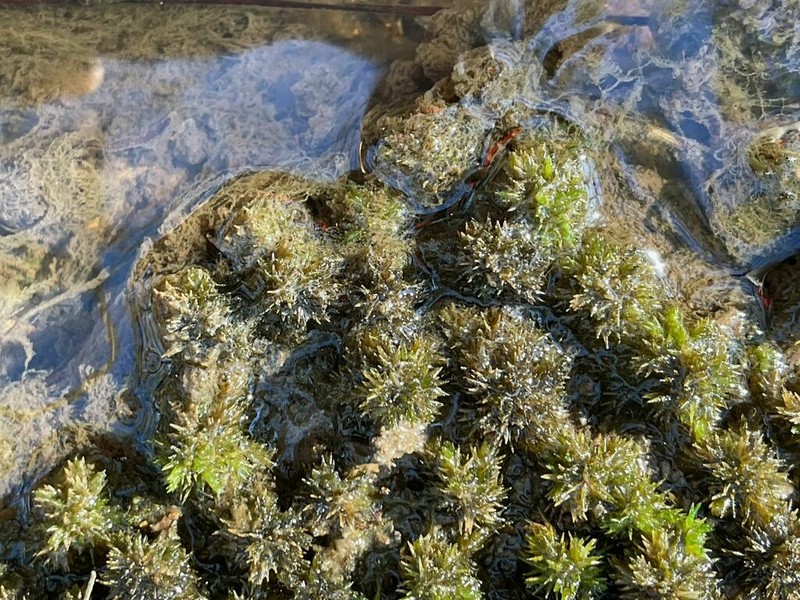 Carolina Sphagnum photo 6