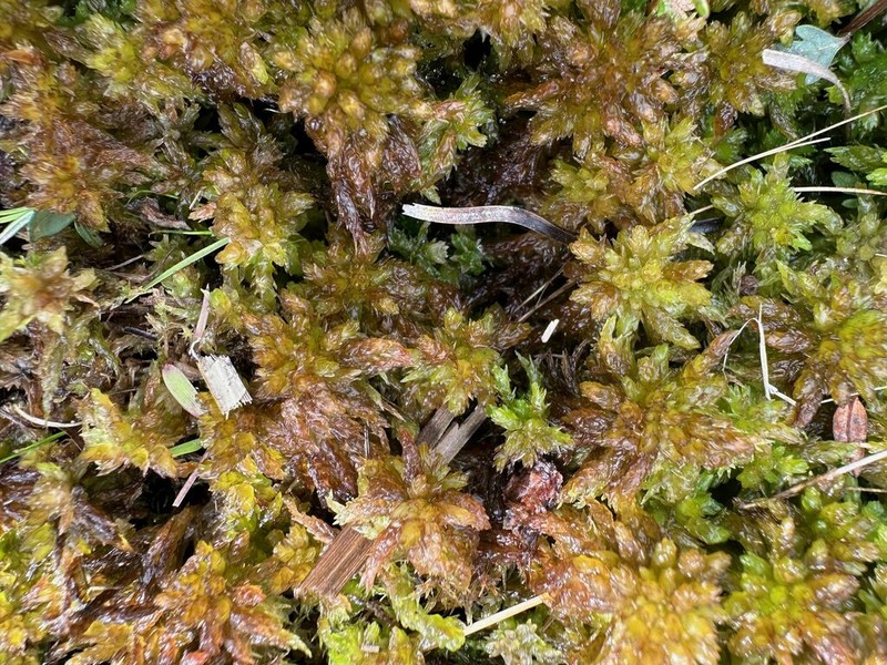 Carolina Sphagnum photo 7