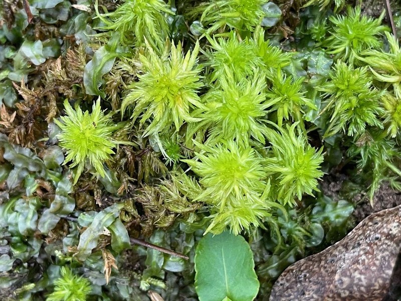 Carolina Sphagnum photo 8