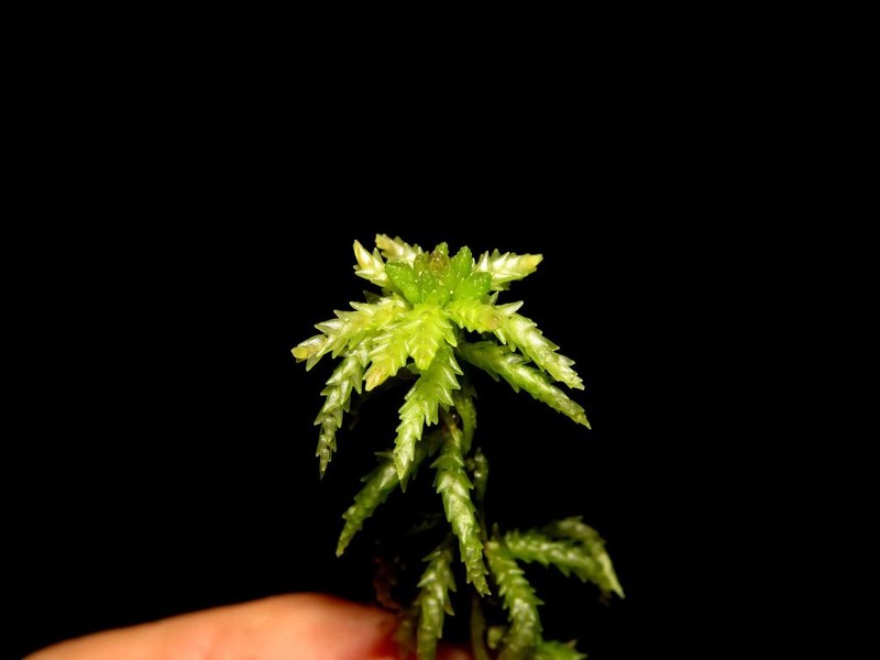 Sphagnum photo 2