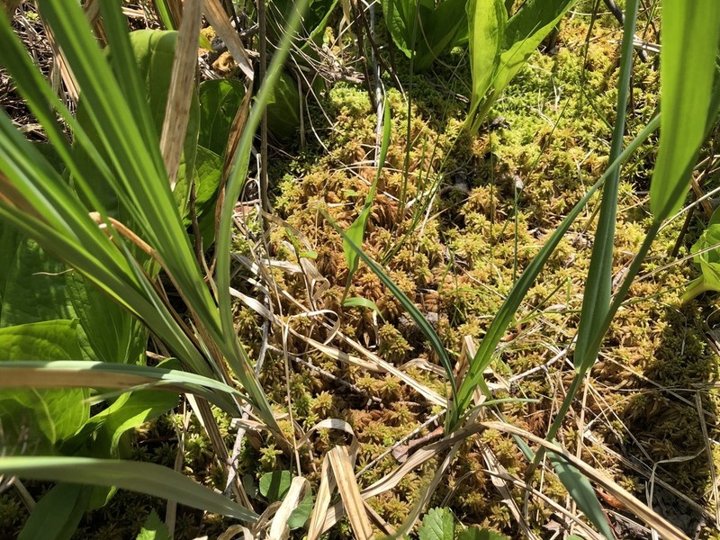 Sphagnum photo 3