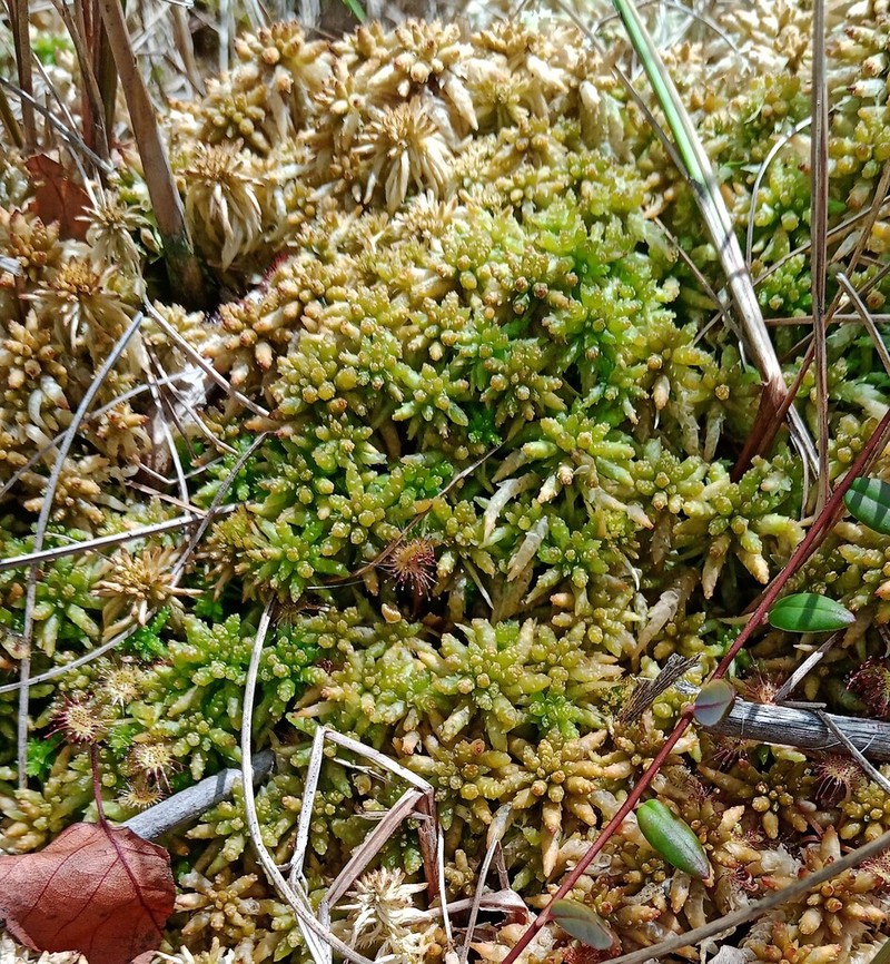 Sphagnum photo 4