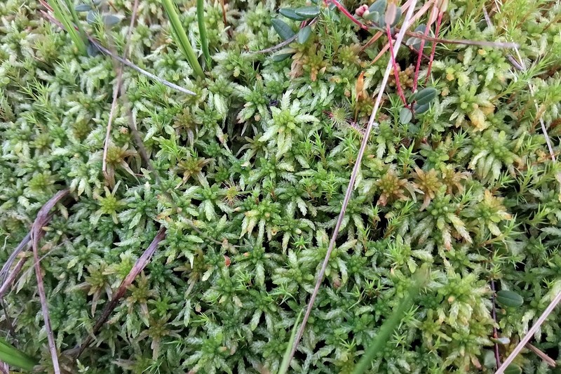 Sphagnum photo 5