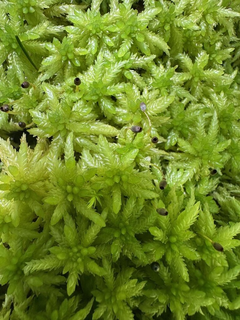 Sphagnum photo 6