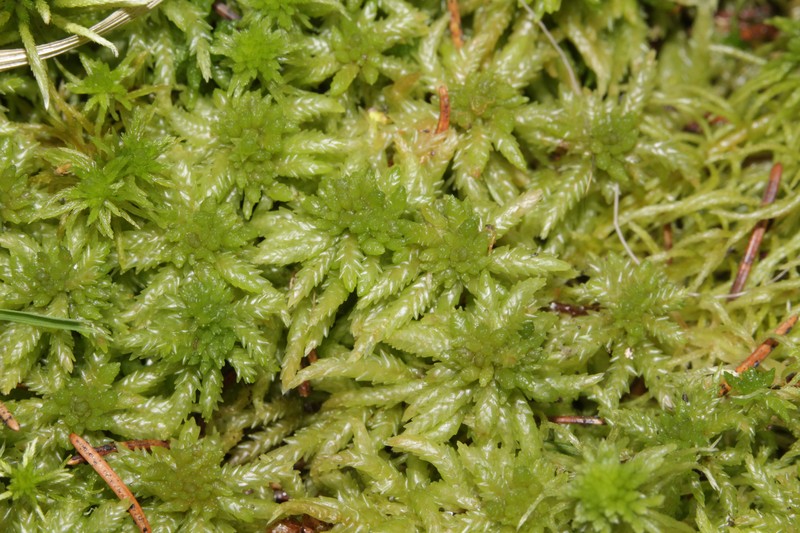 Sphagnum