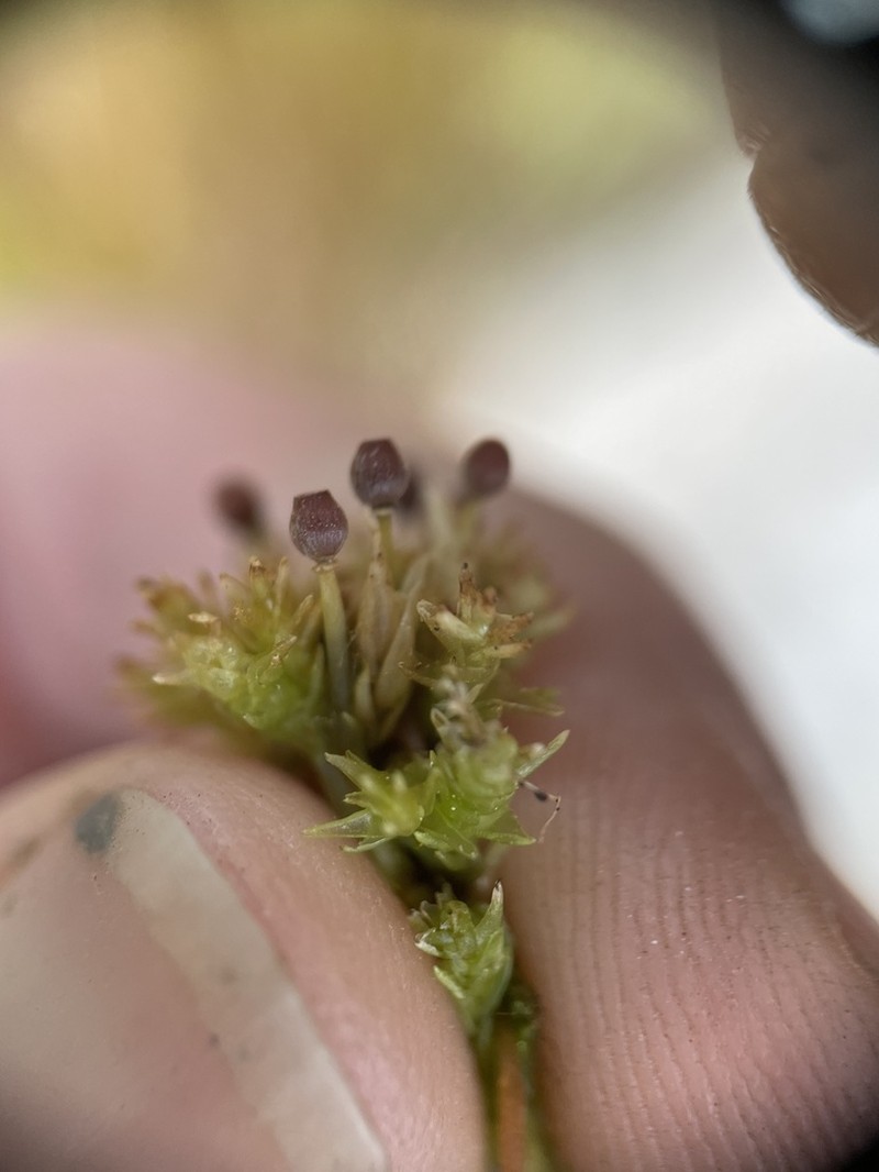 Low Sphagnum photo 3