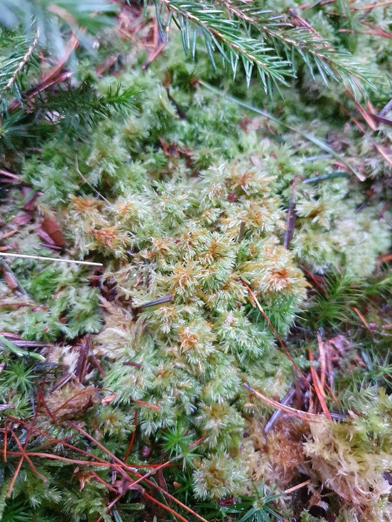 Low Sphagnum photo 4