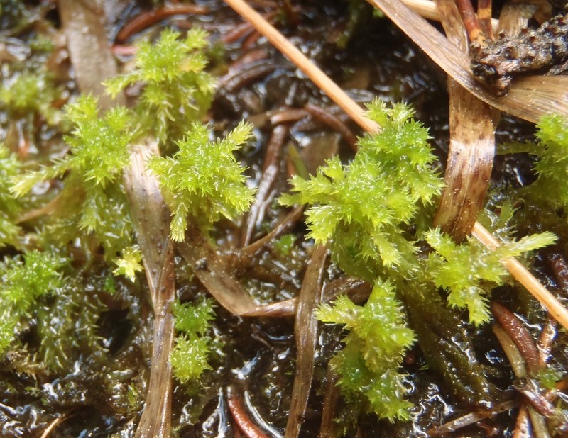 Low Sphagnum photo 5