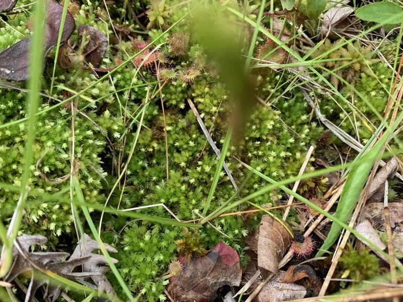 Low Sphagnum photo 6