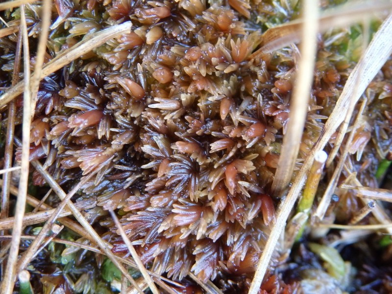 Low Sphagnum photo 7