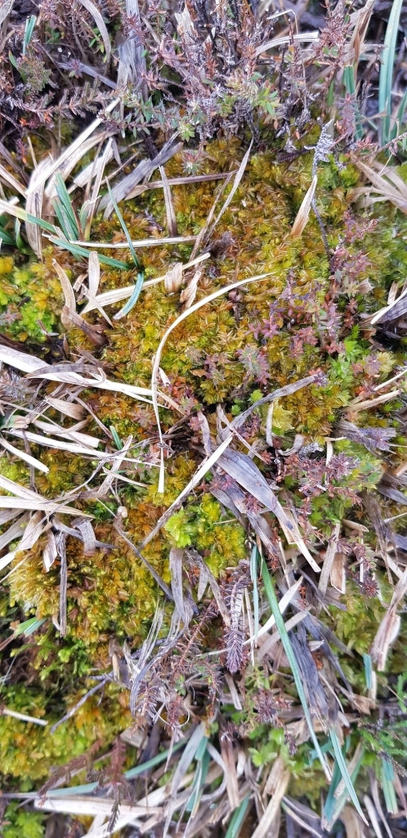 Low Sphagnum photo 8