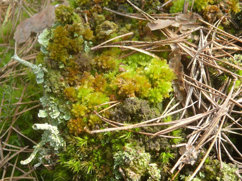 Low Sphagnum photo 4