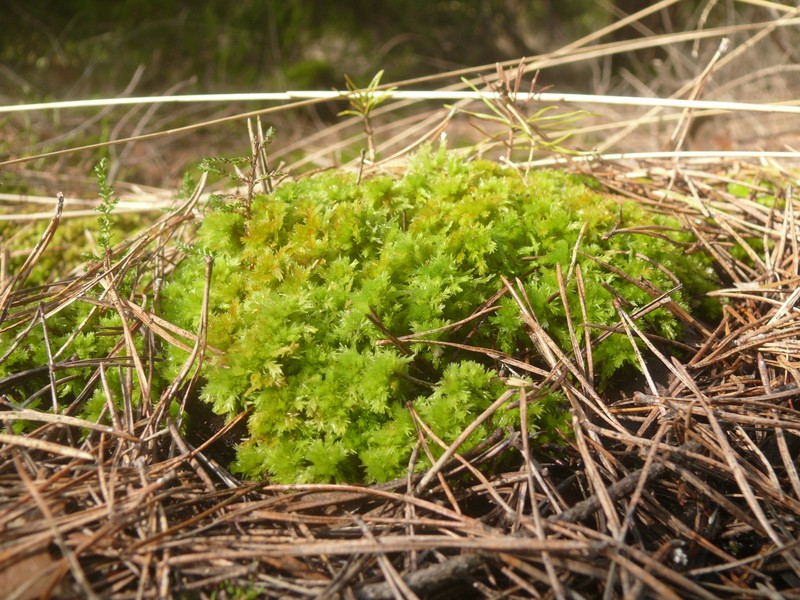 Low Sphagnum
