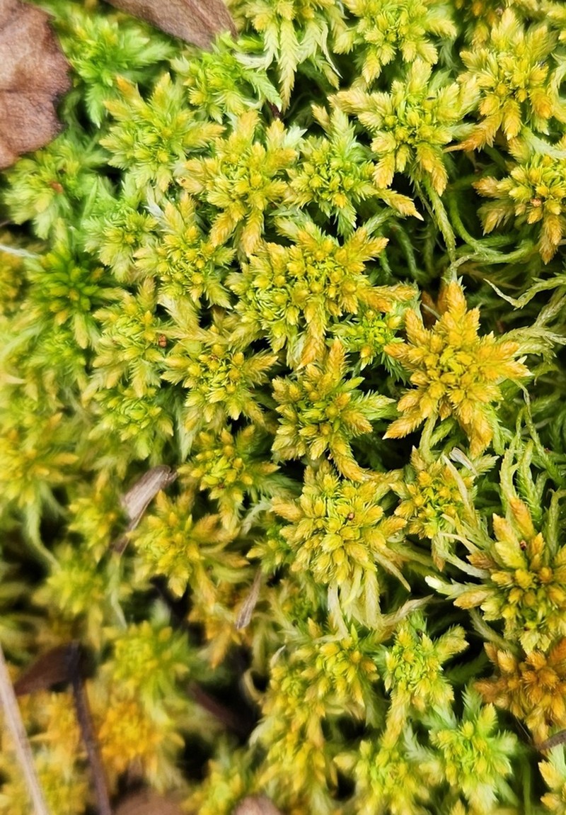 Contorted Sphagnum photo 2