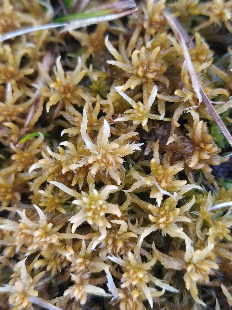 Contorted Sphagnum photo 3