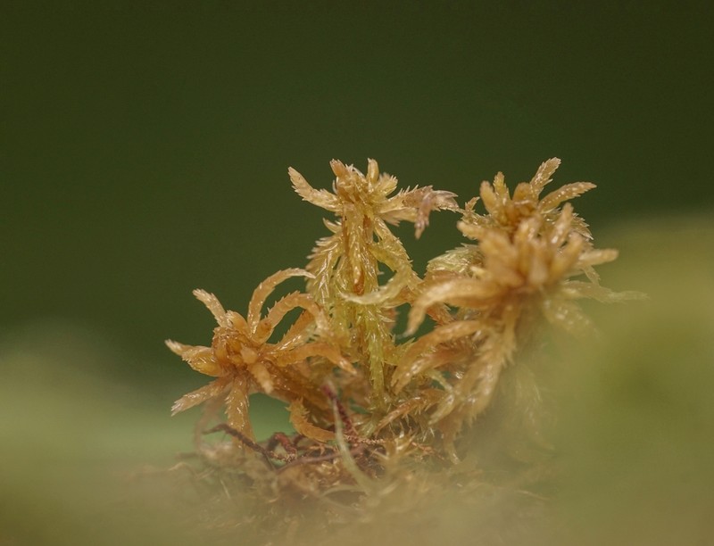 Contorted Sphagnum photo 4