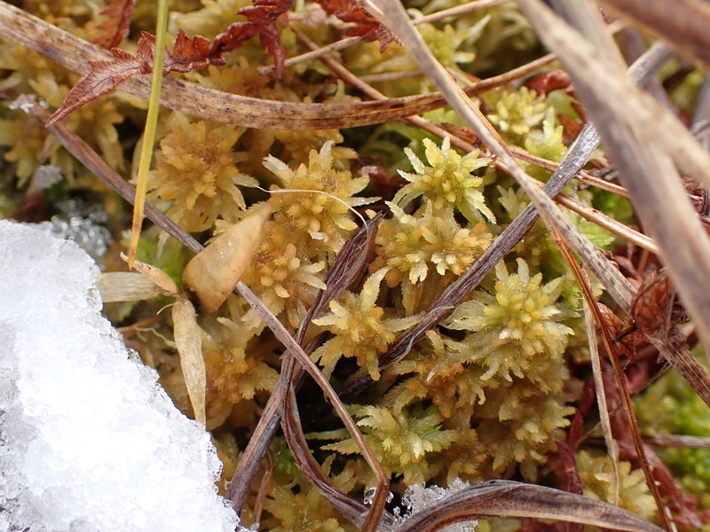 Contorted Sphagnum photo 5