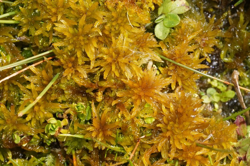 Contorted Sphagnum photo 6