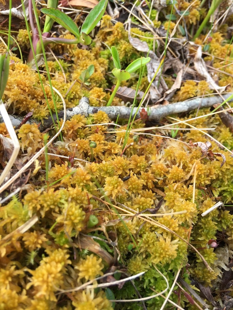 Contorted Sphagnum photo 7