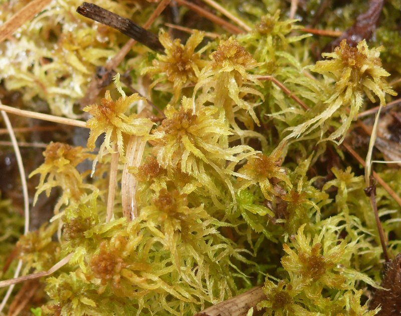 Contorted Sphagnum