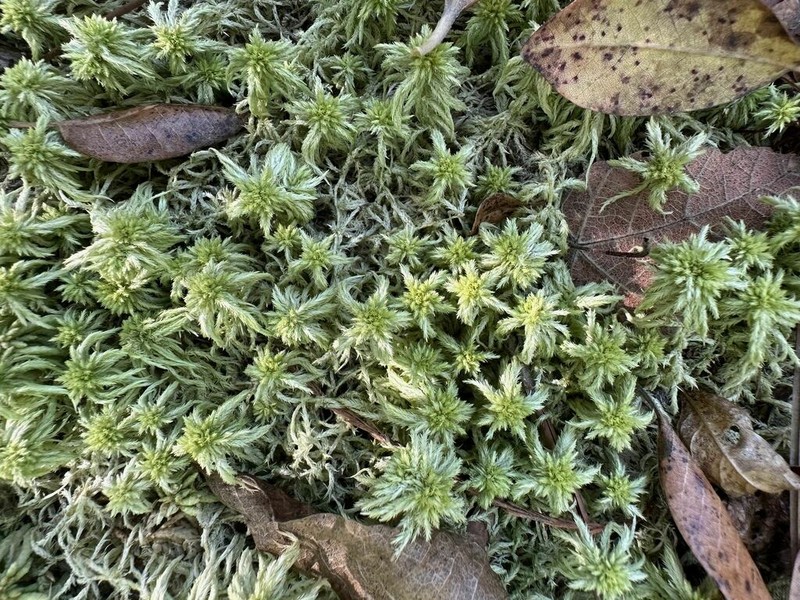 Toothed Sphagnum photo 2