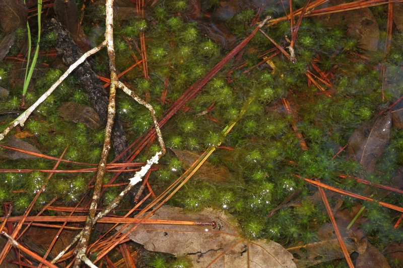 Toothed Sphagnum photo 3
