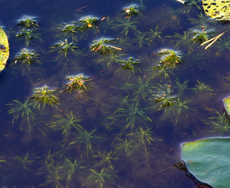 Toothed Sphagnum photo 4