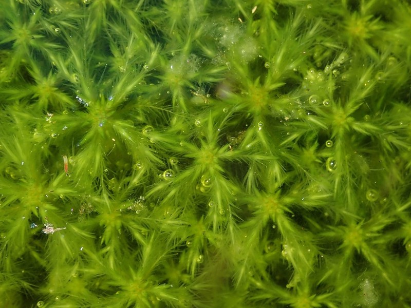 Toothed Sphagnum photo 5