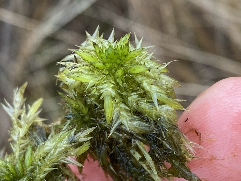 Toothed Sphagnum photo 6