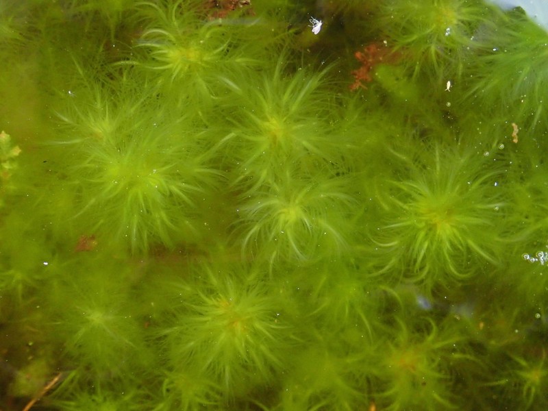 Toothed Sphagnum photo 7