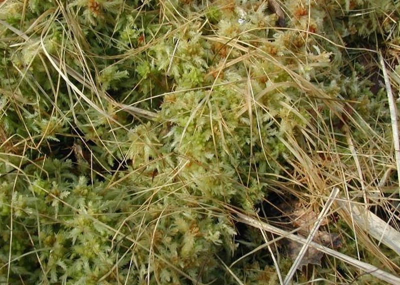 Toothed Sphagnum photo 5