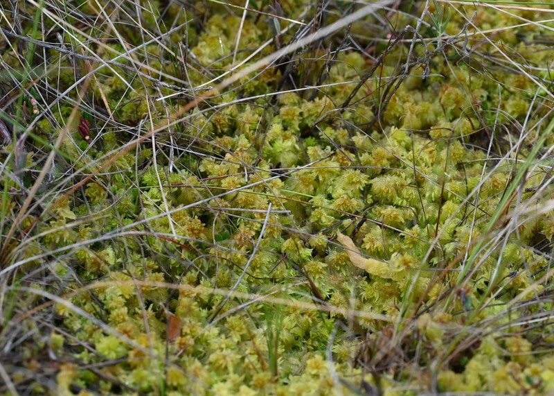 Toothed Sphagnum photo 2