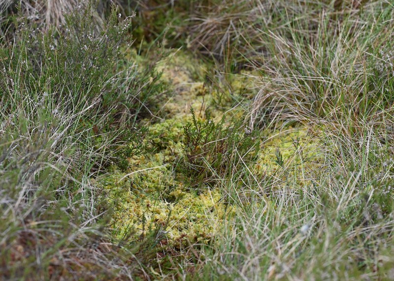 Toothed Sphagnum photo 3