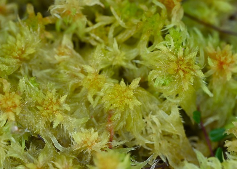 Toothed Sphagnum photo 4