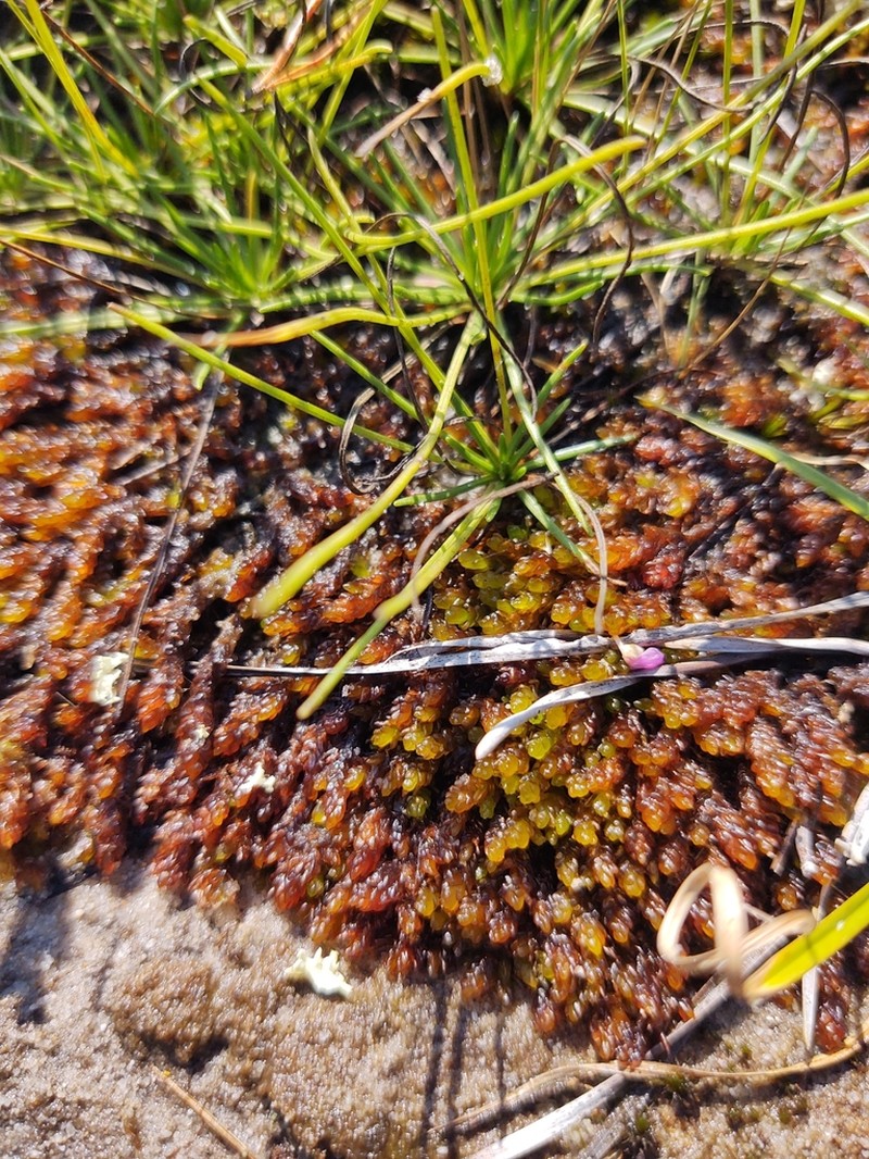 Sphagnum