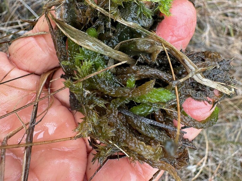 Sphagnum photo 2