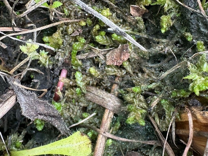Sphagnum photo 3
