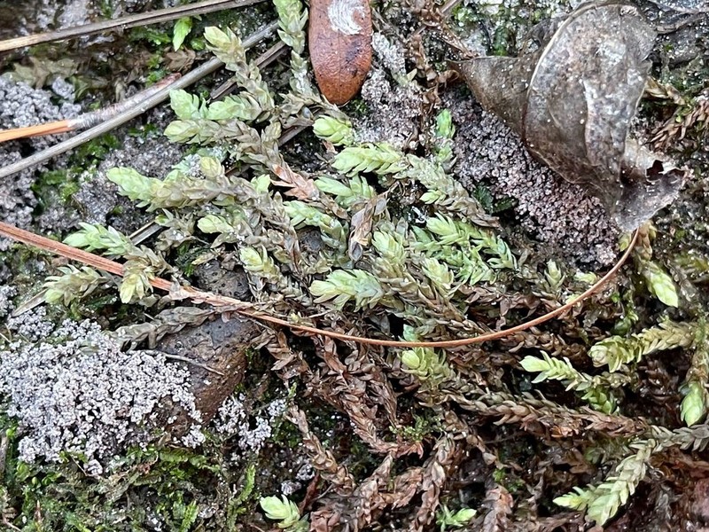 Sphagnum photo 4