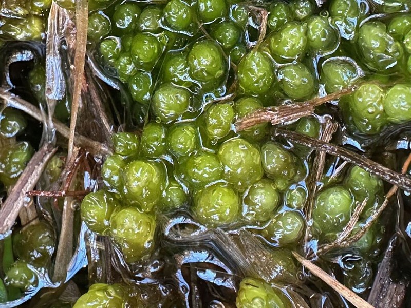 Sphagnum photo 5