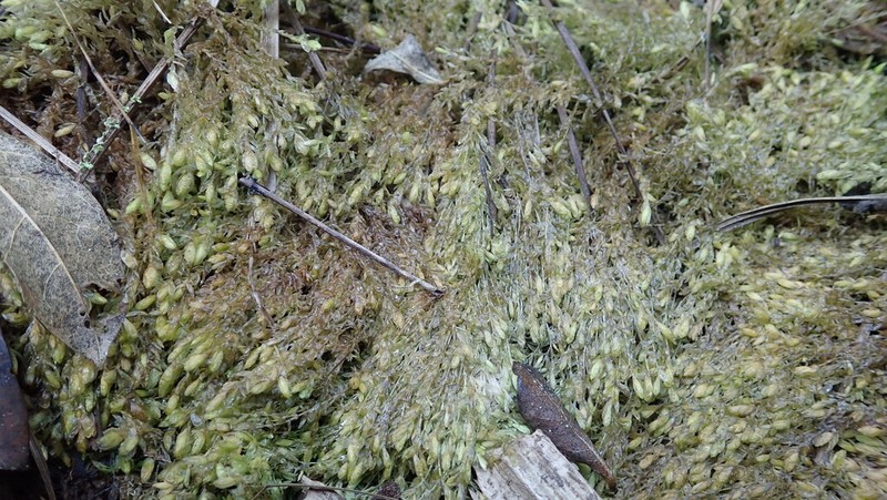 Sphagnum photo 6