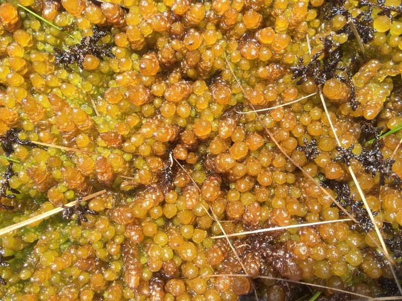 Sphagnum photo 7