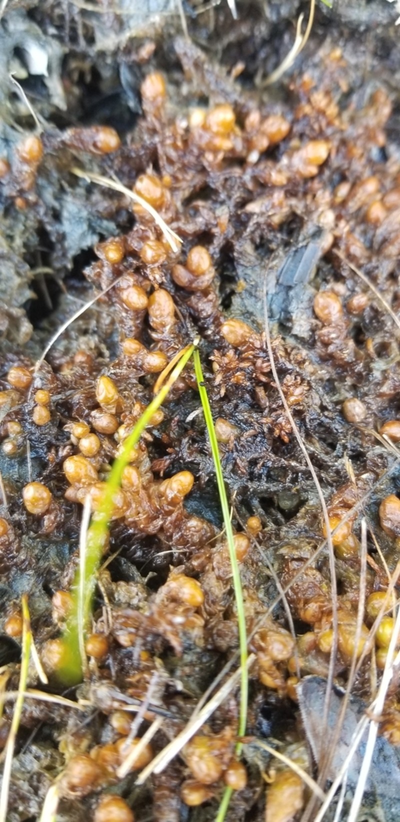 Sphagnum photo 8