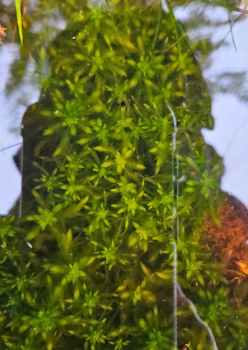 Sphagnum photo 2