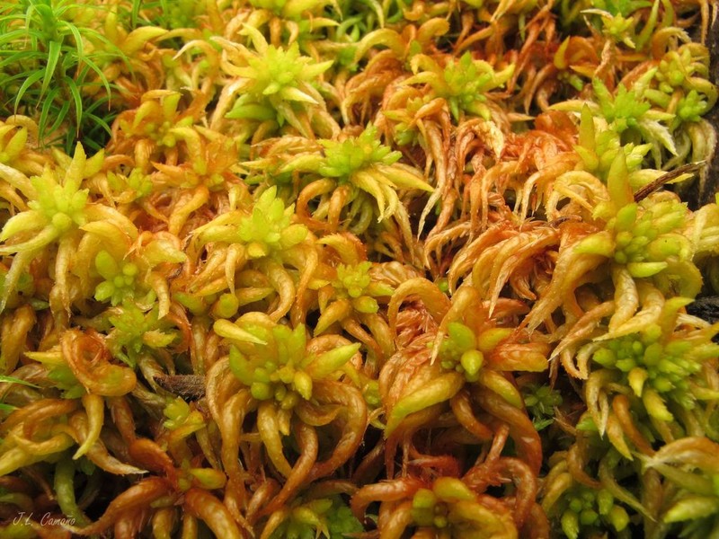 Sphagnum photo 3