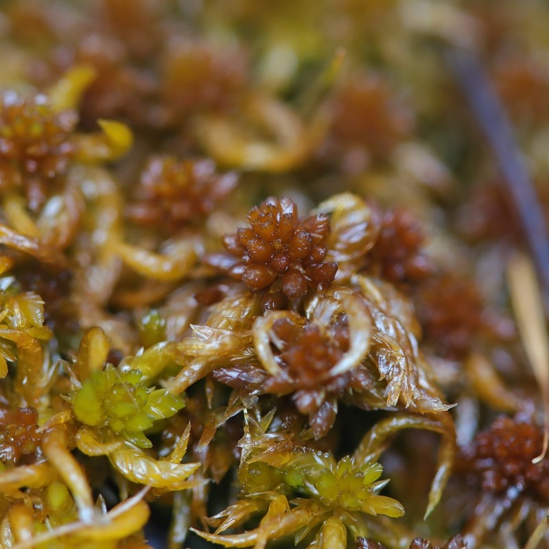 Sphagnum photo 4