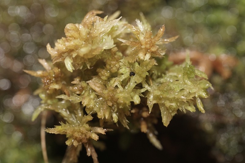 Sphagnum photo 5